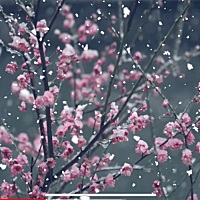 傲雪凌霜独自开