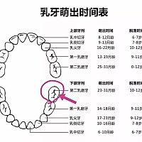 2021年3月19日（1岁7个月06天）晚上洗澡顺便帮🐷刷牙时发现他第17顆牙齿长岀来了，乳牙共20顆，他却长...