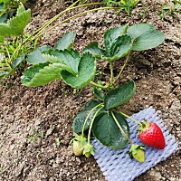 没有打药的🍓，多稀罕啊