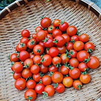 没有打药真好还好吃呢