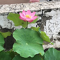 孕第九周了，孕吐开始好转，太难了