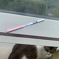 今天排卵测试还是两条杠早早孕测试白板🥺还有6天大姨妈来了，胸部胀痛厉害