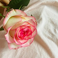 有没有二胎疤痕憩室的宝妈们呢 怀孕快两个月我好担心能不能生呢