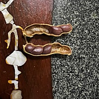 3粒4粒的见得多，5粒的我活几十年还是第一次见到，真的好开心呀。