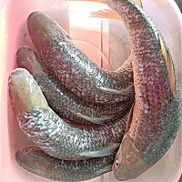 从早上忙到现在，终于大功告成 刚才儿子睡午觉睡到一半 看不见我哭了都没空理他 人生中第一次做鱼丸，还...