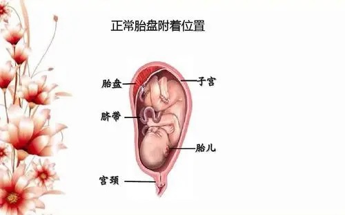 虽然只差一个字，但两者意义完全不同：前壁胎盘属于正常情况，而前置胎盘则非常危险。
什么是前壁胎盘？
如果把子宫比喻成一个房间，子宫的前壁、后壁和两个侧壁，就是房间的四面墙，而子宫底部是房顶，宫颈方向是地面。
前壁胎盘就是指胎盘长在子宫正面的方向，也就是靠近准妈妈肚子的一侧。
其实，无论胎盘扎根在子宫的前壁、后壁、侧壁或底部，只要离宫颈口比较远，都属于正常情况。
什么是前置胎盘？
前置胎盘就是指胎盘的位置低于胎儿的位置，距离宫颈口特别近，甚至把宫颈口完全给盖住了，挡住了胎儿分娩时的出口。
所以，如果发现 B 超单上写了“前置胎盘”，需要特别注意，详细咨询医生，按照他的建议去做。