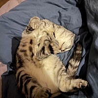 家里长辈说怀孕了要把猫送人，舍不得了，养了很久