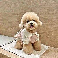 你们备孕有养小狗 小猫的吗？婆婆说要把我泰迪狗送走一段时间 😓 我真的有被气到