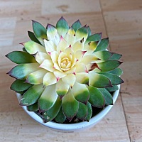 还挺好看 。像养的葡萄和荷花一样