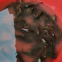 明天去移植了，今天朋友从池塘捞小龙虾给我 有口福了