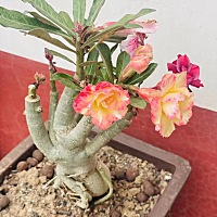 不知道这是什么花，有人告诉我是沙漠牡丹