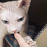 没有毛毛的猫，摸起来~~~