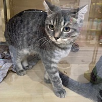 这是不是虎斑猫啊