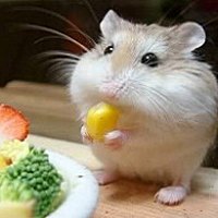 天意小胖