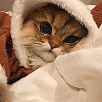 我就难过一下下🤥