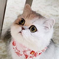 舒宝