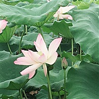 慧1