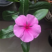 人生若只如初见！