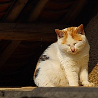 ✨🎀喵喵＆[帖主]