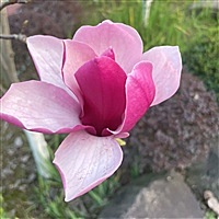 、一枕&残梦[帖主]