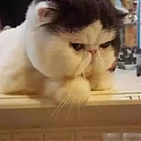 左手