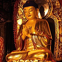 大量棕竹、花叶良姜供应