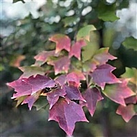 世纪缘珠宝张甜甜