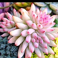 💍 💍 茉莉茉莉蜜茶