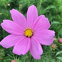 幸福像花儿一样美丽