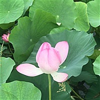 静等宝宝