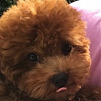 小狼狗