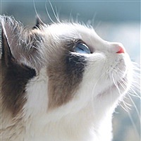 骨头