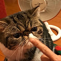 软绵绵是小西几