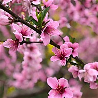 💫火🔥雲邪神💥