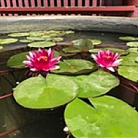 小太阳