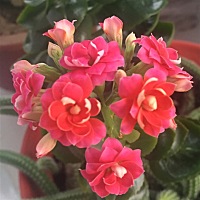 梦想天空分外蓝 🌴