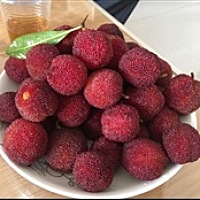 紫珣