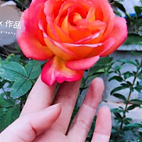 文丽－LI WENLI
