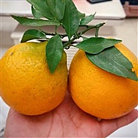 俩小天使在线咯