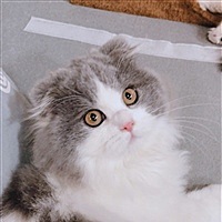 李喜猫