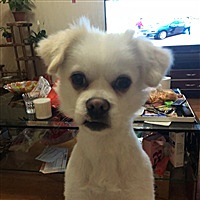 初一他姐