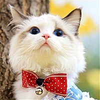 ζ〃粉黱淺妝の