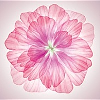 小毛嘎嘎肉肉的