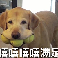 绿豆娃娃F6jY