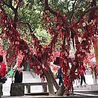 肉肉，一切好运顺利