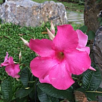 梅花香自苦寒来