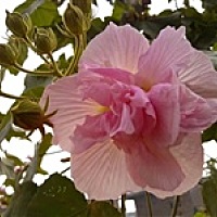 小河花