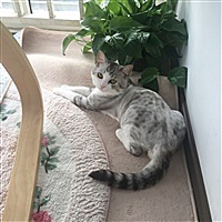 lily