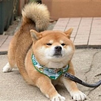 幸运娃娃岁岁平安