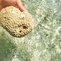 香港安亚国际-王顾问